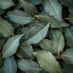 Sticker - Dense arrangement of fresh bay leaves on a neutral background showcasing their vibrant green color