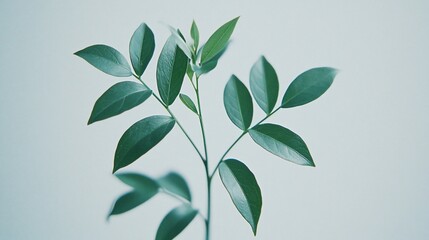 Canvas Print - Close-up of a sprig with vibrant green leaves against a soft, light background.