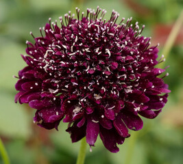 Floral. Closeup view of Scabiosa atropurpurea, also known as pincushion flower, deep purple flower, blooming in the garden