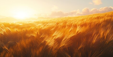 Poster - Golden wheat field waving under sunset glow.
