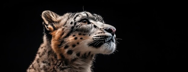 Poster - Snow leopard gazes upward in profile against a black background.