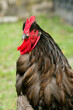 © Julien McRoberts - Mt. Pleasant, South Carolina. USA.  Red rooster on a farm.