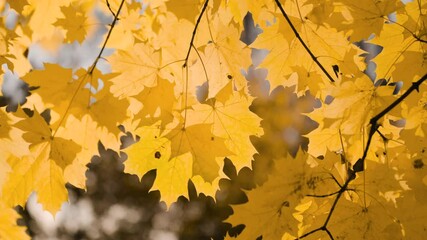 Aufkleber - A leaf is hanging from a tree branch. leaf is yellow and has brown spots. autumn background