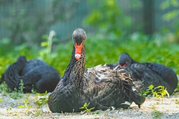 Bird - black swan (Cygnus atratus) outdoors