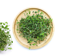 Fresh lemon thyme on white background.