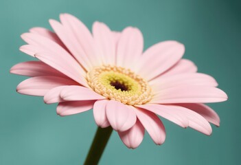 Wall Mural - pink gerbera daisy