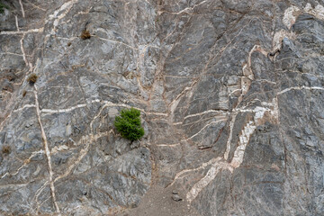 Wall Mural -  Mt Wilson Red Box Rd. San Gabriel Mountains, Los Angeles County, California. Quartz Diorite / Gray quartz diorite / Plutonic rocks. complexly intruded by dikes, sills and pods of leucogranitic rocks 