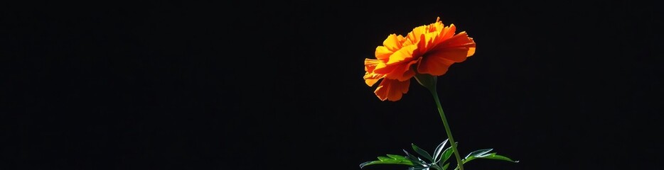 Aufkleber - Single orange bloom with dark backdrop.