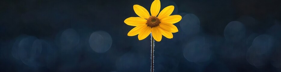 Aufkleber - Single yellow flower in bloom against dark bokeh background.