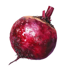 Poster - Illustration beetroot, isolated transparent background