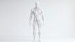 © pattozher - Human Muscular System Anatomy: 3D rendering of a male figure showcasing detailed muscle anatomy. Ideal for medical, anatomical, and fitness contexts.