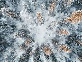 Wall Mural - snowy forest landscape