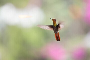 Wall Mural - hummingbird(trochilidae)flying gems ecuador costa rica panama