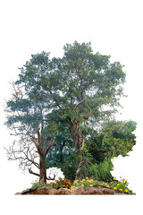 Trees with vines around them, dead trees with dry branches, beautiful stone and flowers on the ground, isolated on a white background with clipping paths.