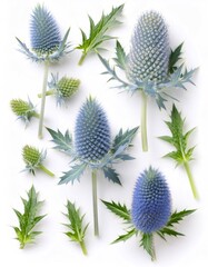 Poster - Stunning aerial view of eryngium maritimum flowers and leaves forming an exquisite design on a blank canvas