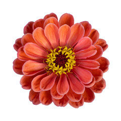 Wall Mural - Top view of isolated orange pink zinnia flower cut out on white background for summer season and graphic design concept