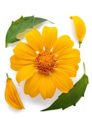 Poster - Vibrant yellow mexican sunflower head with detached petals and lush green leaves arranged on a pristine white backdrop