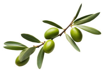 Poster - PNG Olive branch plant leaf tree.