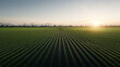 © K.V - vast rice field stretches under clear sky, showcasing rows of vibrant green plants. sun sets in background, casting warm glow over landscape, creating serene and tranquil atmosphere