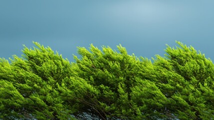 Mindfulness and peaceful breathing amidst lush green trees nature scene calm environment tranquil viewpoint