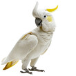 © AnnAza - Majestic White Cockatoo Portrait