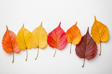 composition of autumn leaves on a light background