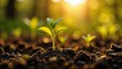 © InspirationDesign - Young plant growing in soil close-up