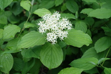 Wall Mural - One inflorescence in the leafage of common dogwood in June