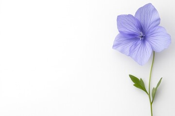 Poster - A delicate light purple flower with a soft texture and vibrant color sits on a clean white surface, highlighting its natural beauty and simplicity.