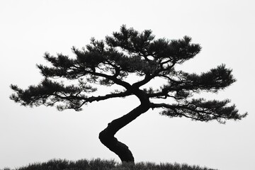 Silhouetted pine tree against blank sky, twisted trunk, minimalist