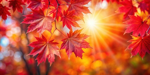 Canvas Print - Vibrant red maple leaves in autumn with a lens flare effect, autumn, foliage, vibrant, red, maple, leaves, season, nature
