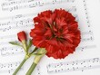 Single red carnation rests on sheet music, aesthetic,elegant