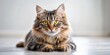 © Sunee - Adorable Kitten Thinking: Cute Cat on White Floor, Yellow Eyes, Copy Space