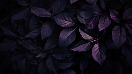 Wall Mural - A close up of purple leaves with a dark background