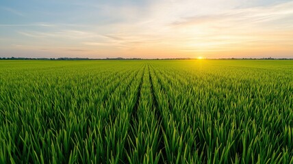 Wall Mural - a vibrant green rice field stretches under a colorful sunset, creating a serene landscape filled wit