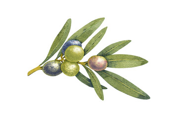 watercolor olive branch green. hand painted floral illustration element olives fruit tree branches l