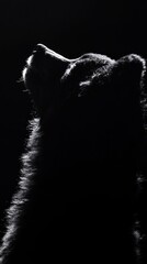 Poster - A silhouette of a bear against a dark background, emphasizing its features and posture.