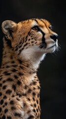 Poster - A close-up of a cheetah showcasing its distinctive fur and profile against a dark background.
