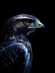 Poster - A close-up of a majestic hawk's head against a dark background.