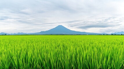 Wall Mural - lush green rice fields stretch towards a distant mountain under a cloudy sky, showcasing a serene ag