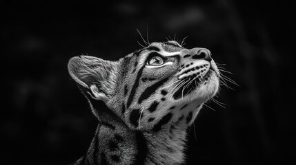 Aufkleber - A black-and-white close-up of a cat's face, gazing upward with intense focus.
