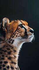 Poster - A close-up profile of a cheetah showcasing its distinctive spots and focused expression.