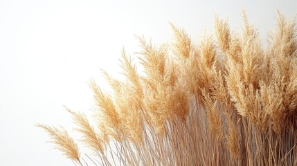 Poster - Dried yellow grass branches creating a natural decorative element against a white background for minimalist and bohemian aesthetics