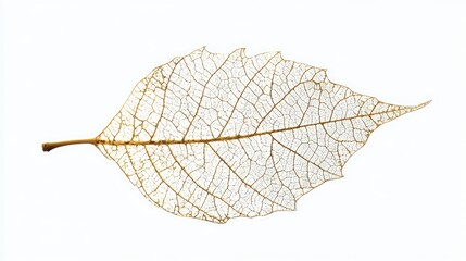 Poster - Delicate translucent autumn leaf with intricate cracks isolated on a clean white background showcasing nature's unique textures and details