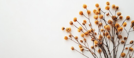 Poster - dried mimosa flower arrangement on a plain white background showcasing natural beauty and minimalist