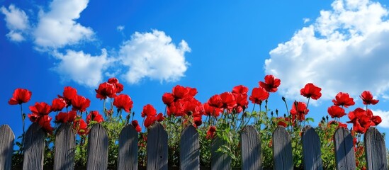 Poster - Vibrant red flowers adorning a rustic fence against a bright blue sky with fluffy white clouds