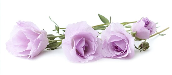 Poster - Delicate close-up of soft lavender eustoma flowers arranged elegantly on a white background
