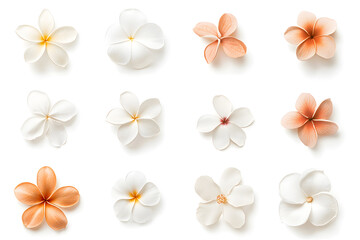  Frangipani bloom flowers collection top view isolated on white background