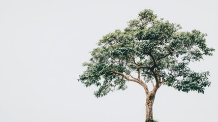 Poster - Dipterocarpus Tree Isolated on White Background with Lush Green Foliage Displaying Natural Beauty and Elegance in Minimalist Style