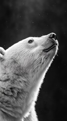 Aufkleber - A close-up of a polar bear's face, gazing upwards in a serene black-and-white setting.
